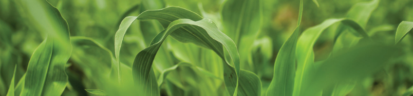 top-image-corn