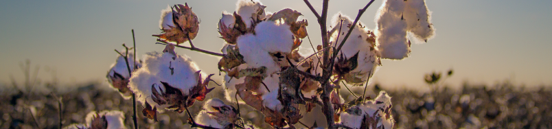 top-image-cotton