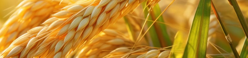 top-image-rice