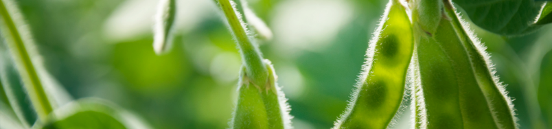 top-image-soybean